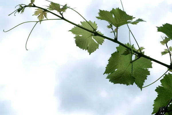 Grape leaves in the sky — Stock Photo, Image