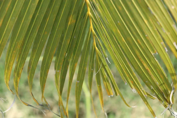 Folhas de palma na natureza — Fotografia de Stock