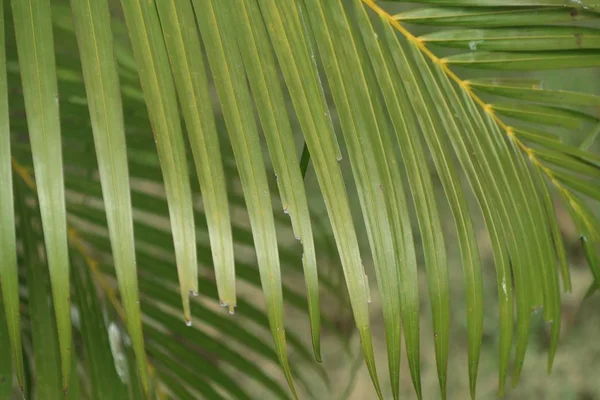 Folhas de palma na natureza — Fotografia de Stock