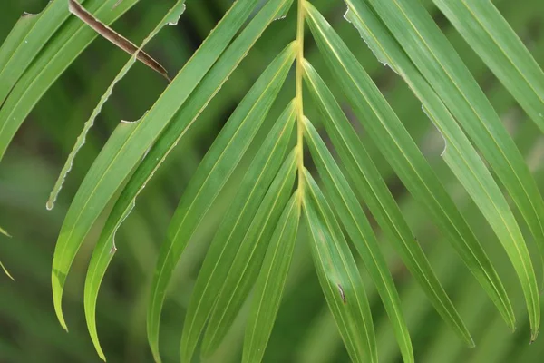 Folhas de palma na natureza — Fotografia de Stock