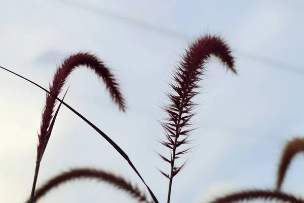 Grass flower in nature — Stock Photo, Image