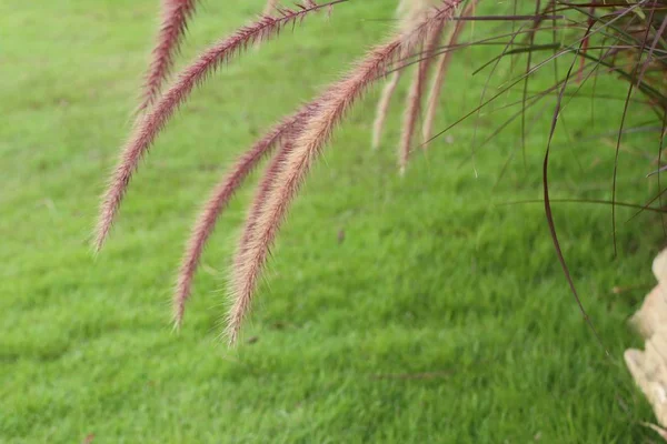 Grass flower in nature — Stock Photo, Image