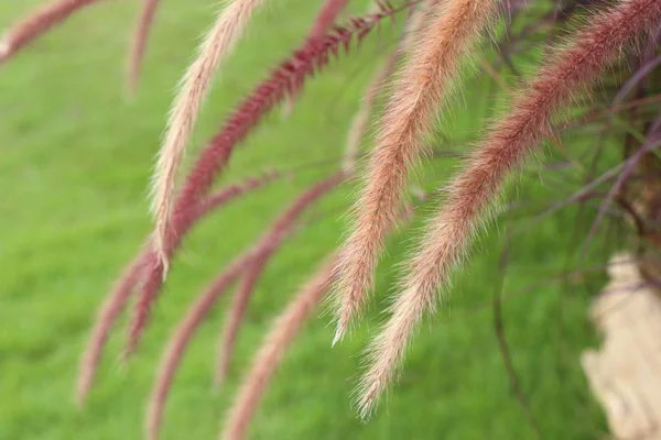 Gras bloem in de natuur — Stockfoto