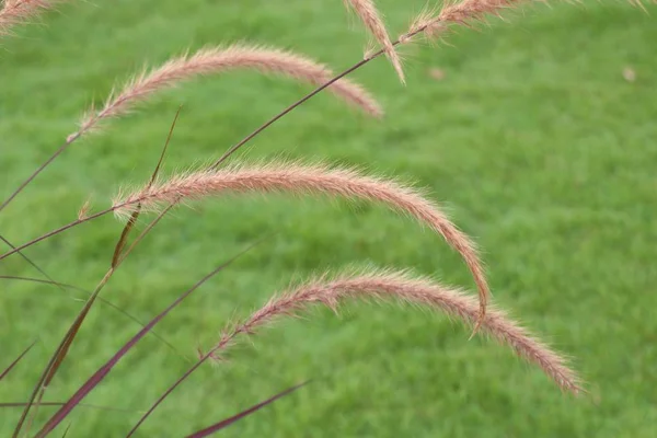 Grass flower in nature — Stock Photo, Image