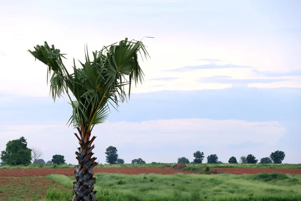 Palma três na natureza — Fotografia de Stock