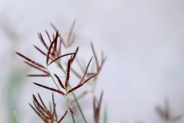 Grasblume in der Natur — Stockfoto