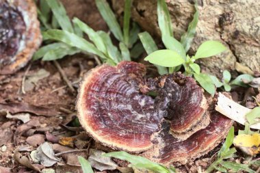 Ganoderma Lucidium - ling zhi mantar