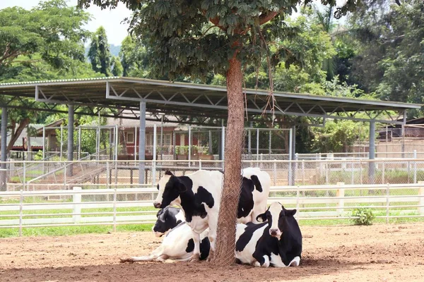 Αγελάδα στην εκμετάλλευση — Φωτογραφία Αρχείου