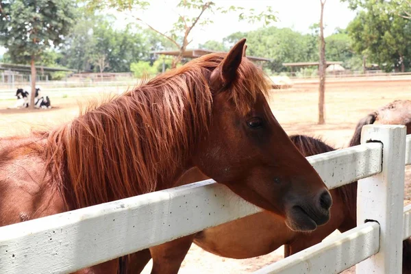 Pferd auf dem Bauernhof — Stockfoto