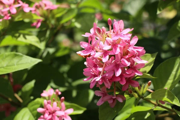 Rosa blommor i naturen — Stockfoto