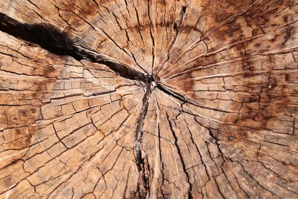 Holz Hintergrund Vintage Textur — Stockfoto