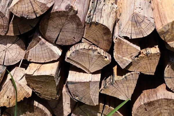 Heap timber in park — Stock Photo, Image