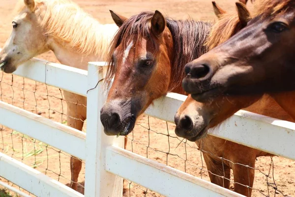 Cavallo in fattoria — Foto Stock