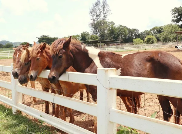 Cavallo in fattoria — Foto Stock