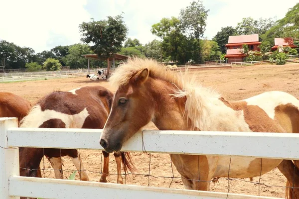 Cavalo na fazenda — Fotografia de Stock