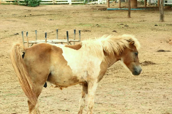 Cheval dans la ferme — Photo