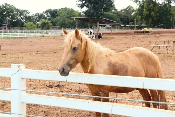 農場にいる馬は — ストック写真