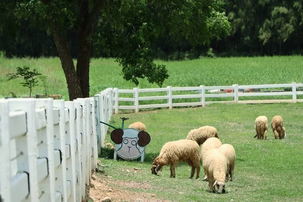 Sheep on the farm — Stock Photo, Image
