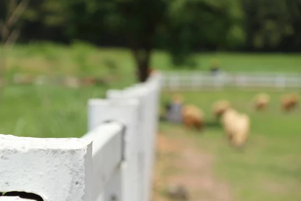 Άσπρο φράχτη στο αγρόκτημα — Φωτογραφία Αρχείου