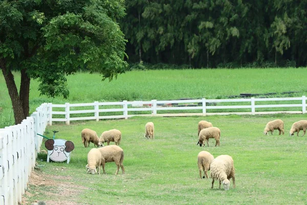 Schafe auf dem Bauernhof — Stockfoto