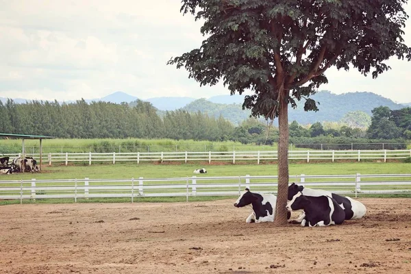 Kuh auf dem Hof — Stockfoto