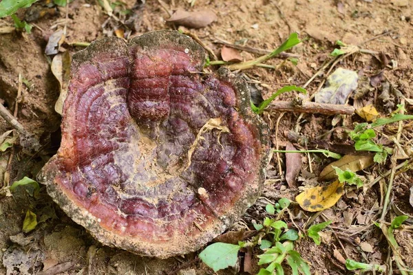 Ganoderma Lucidium - ling zhi mantar