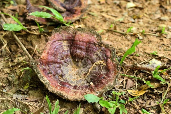 Ganoderma Lucidium - ling zhi mantar