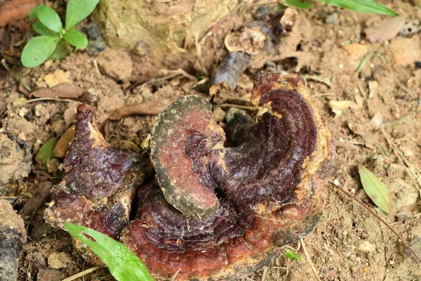 Ganoderma Lucidium - ling zhi mantar