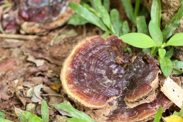 Ganoderma lucidum - ling zhi houby — Stock fotografie