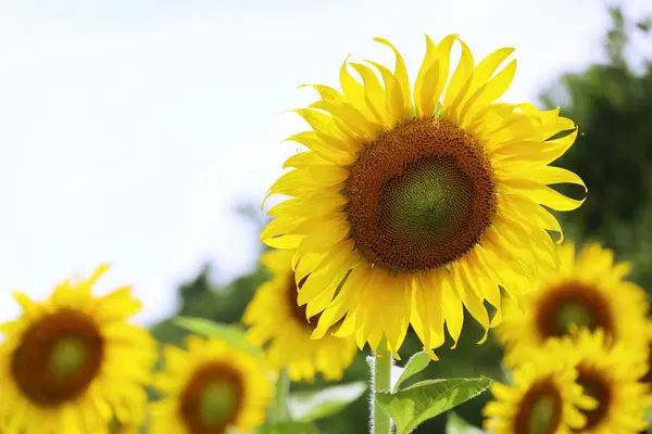 Słonecznik w naturze — Zdjęcie stockowe