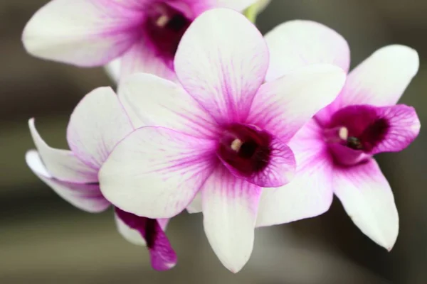 Орхидея в природе — стоковое фото