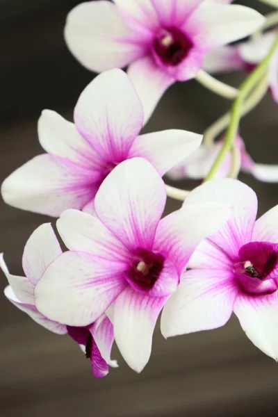 Orkide doğa — Stok fotoğraf