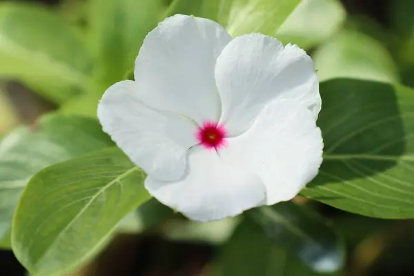 Vit blomma i naturen — Stockfoto