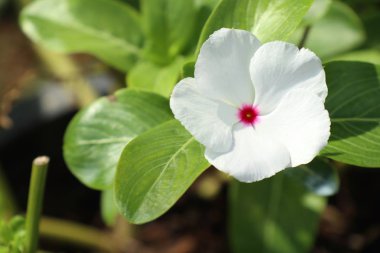 Doğada beyaz çiçek