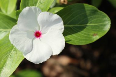 Doğada beyaz çiçek