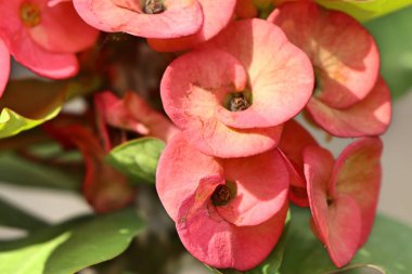 Dikenli çiçek tacı