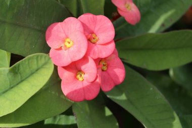 Dikenli çiçek tacı