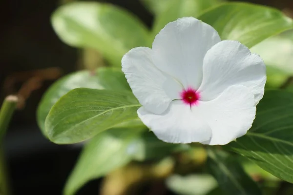 White flower in nature — Stock Photo, Image