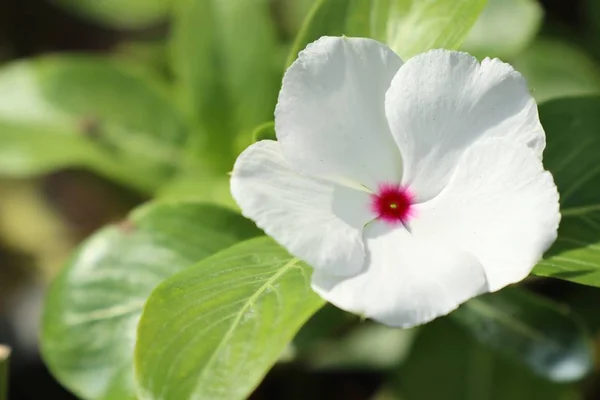 Fleur blanche dans la nature — Photo