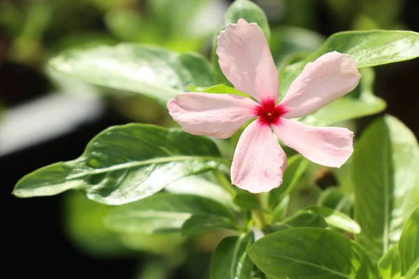 Roze bloem in de natuur — Stockfoto