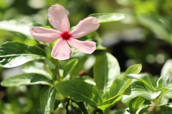 Roze bloem in de natuur — Stockfoto