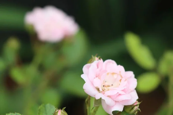 Roze roos in de natuur — Stockfoto