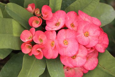 Dikenli çiçek tacı