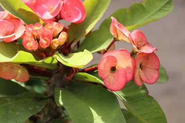 Dikenli çiçek tacı