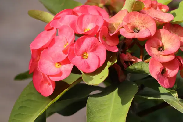 Dikenli çiçek tacı