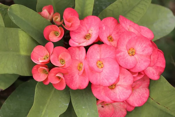 Dikenli çiçek tacı