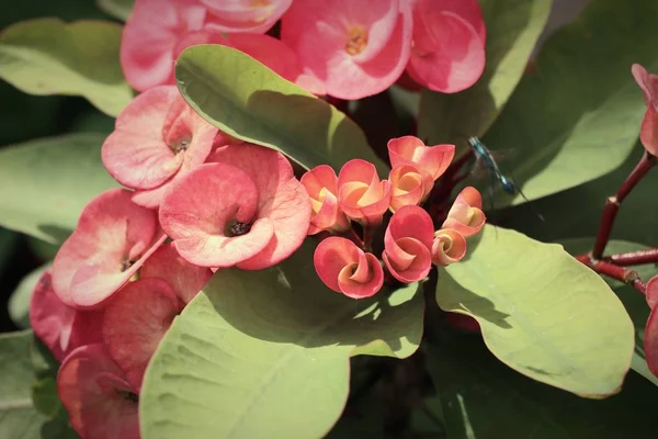 Dikenli çiçek tacı