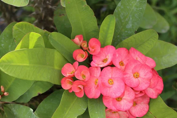 Dikenli çiçek tacı