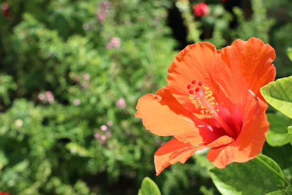 Flor de hibisco en la naturaleza —  Fotos de Stock