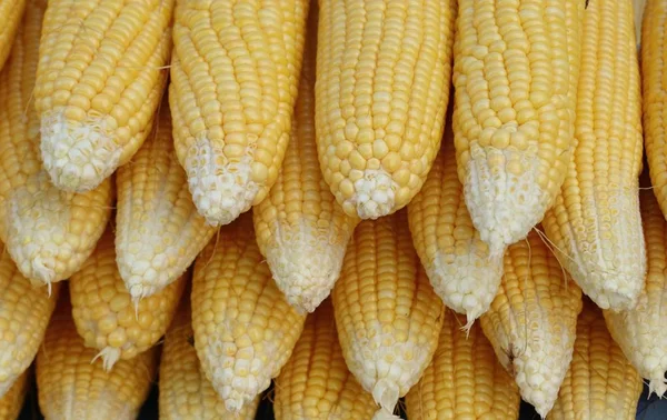 Fresh corn at market — Stock Photo, Image